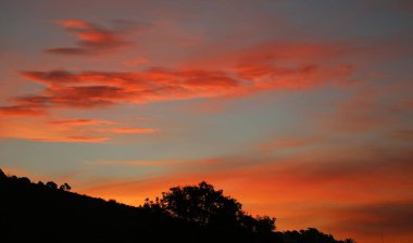 Günbatımı ve ağaç - bol Bay, Yeni Zelanda, north Island