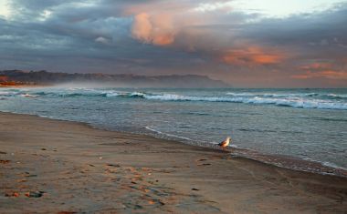 Martı Waihi Beach - bol Bay, Yeni Zelanda, Kuzey Adası