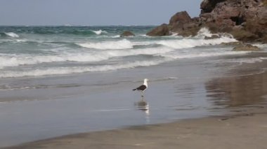Martı Waihi Beach - Yeni Zelanda