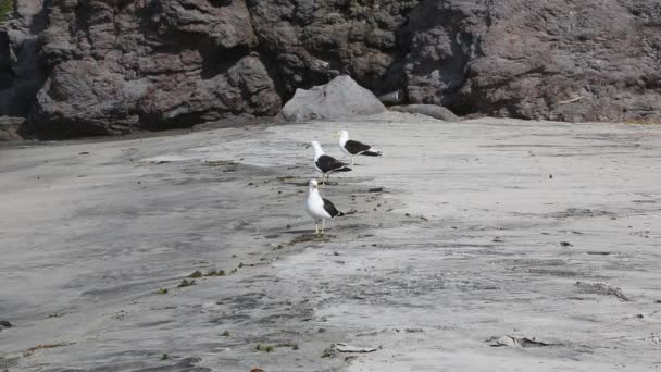 Tre Seagulls Nya Zeeland — Stockvideo