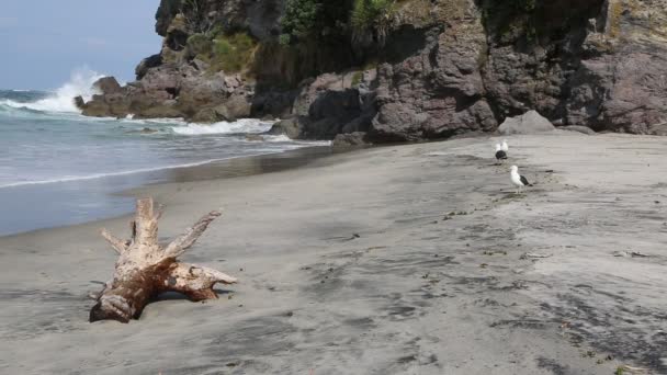 ワイヒ ビーチ ニュージーランドの終わり — ストック動画