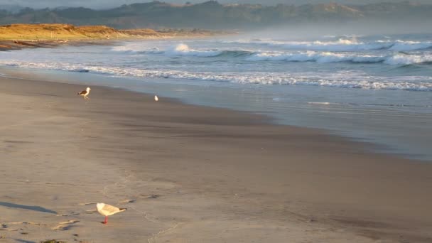 Gabbiani Sulla Spiaggia Waihi Bowentown Nuova Zelanda — Video Stock