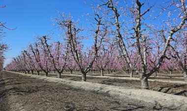 Meyve bahçesi ve mavi gökyüzü - Blossom iz, Kaliforniya