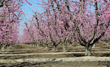 Şeftali meyve bahçesi - Blossom iz, Kaliforniya, ABD