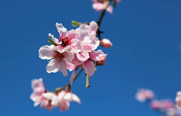 Peach blossom on blue sky  -  Blossom Trail, California , USA