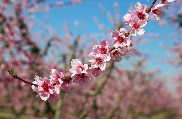 Branch Peach Blossom Blossom Trail California Usa — Stock Photo, Image