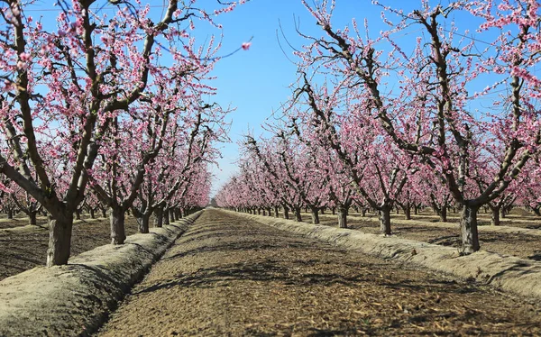 Peach Tree Alley Blossom Trail California Estados Unidos —  Fotos de Stock