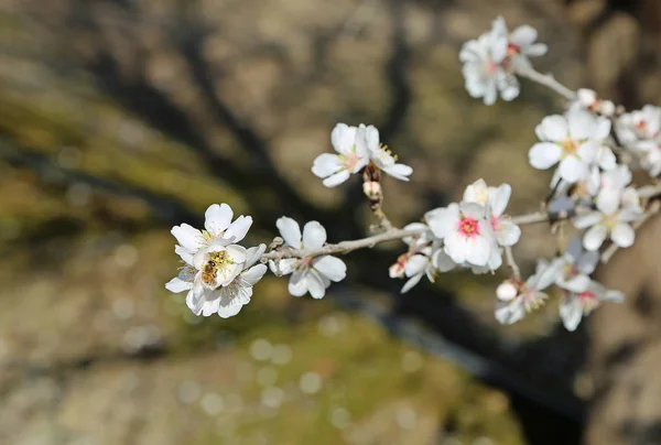 Una Abeja Flor Almendra Blossom Trail California Estados Unidos —  Fotos de Stock
