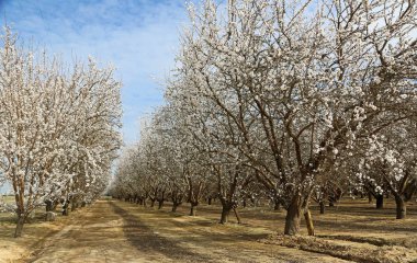 Badem ekimi - Blossom iz, Kaliforniya, ABD