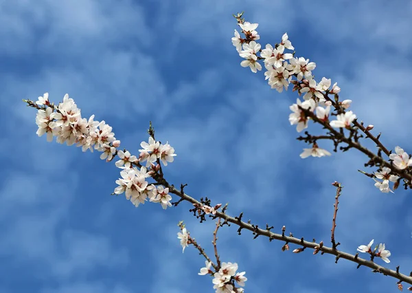 Almond Blossom Blue Sky Blossom Trail California Usa — Stock Photo, Image