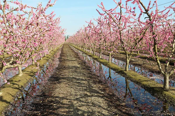 Peach tree orchard irrigation  - Blossom Trail, California, USA