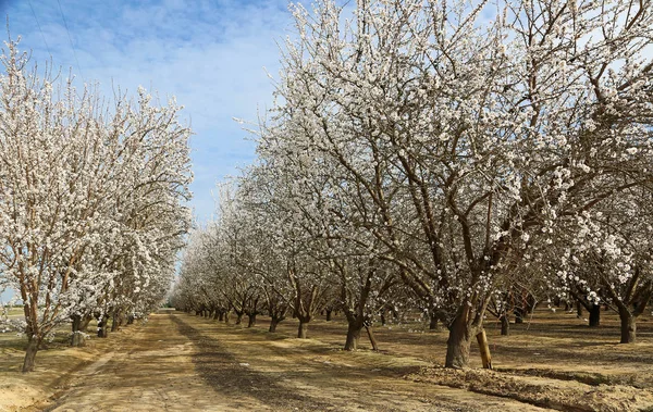 Almond plantation  -  Blossom Trail, California, USA