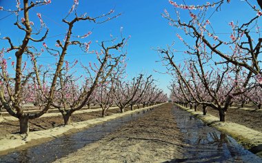 Meyve bahçesi sokak - Blossom iz, Fresno, California
