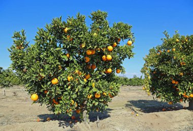 Portakal ağacı - Blossom iz, Fresno, California