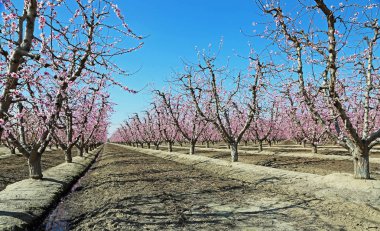 Şeftali meyve bahçesi sokak - Blossom iz, Fresno, California