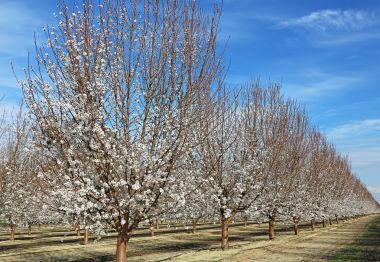 Erik ağacı alley - Blossom iz, Fresno, California