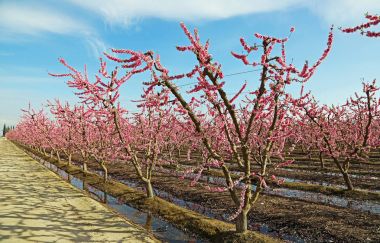 Yol ve şeftali meyve bahçesi - Blossom iz, Fresno, California