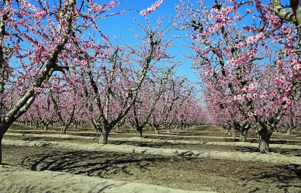 Huerto Melocotones Blossom Trail Fresno California —  Fotos de Stock