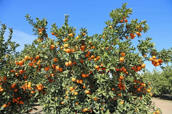 Árbol Mandarina Blossom Trail Fresno California —  Fotos de Stock