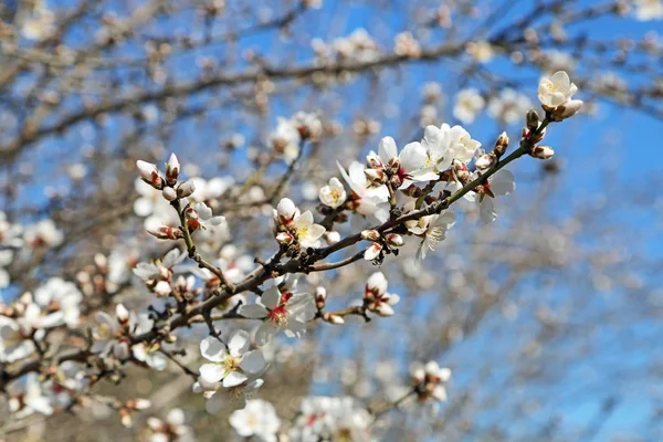 Almond Branch Blossom Blossom Trail Fresno California — Stock Photo, Image