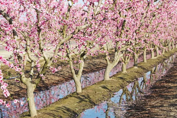 Peach orchard irrigation - Blossom Trail, Fresno, California