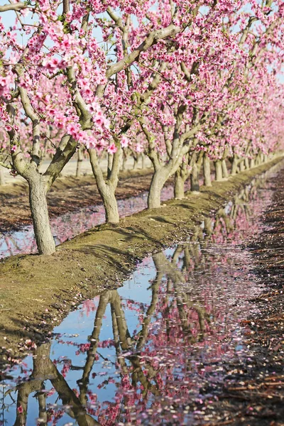 Reflexión Huerto Melocotones Blossom Trail Fresno California —  Fotos de Stock