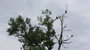 Üç kel Kartallar ağaç - Reelfoot Gölü State Park, Tennessee