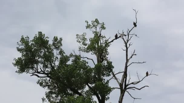 Tres Águilas Calvas Árbol Reelfoot Lake State Park Tennessee — Vídeos de Stock