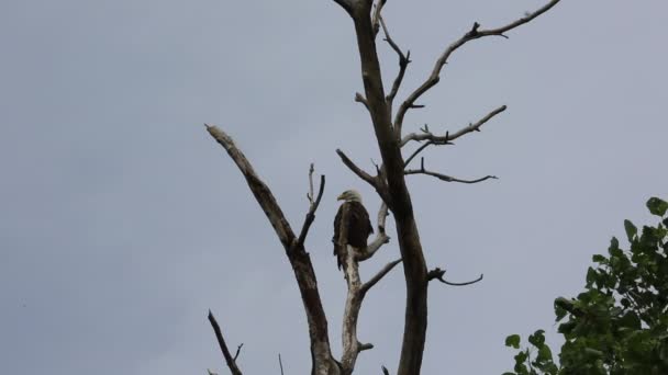 Φαλακρός Αετός Πάνω Στο Δέντρο Πάρκο Κατάσταση Στη Λίμνη Reelfoot — Αρχείο Βίντεο