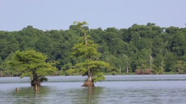 Osprey selvi ağacı - Reelfoot Gölü State Park, Tennessee üzerinde