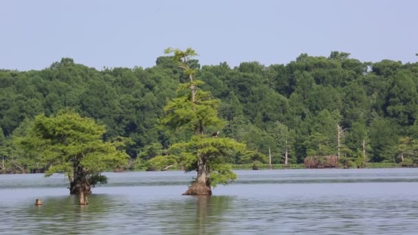 サイプレスの木 リールフット湖州立公園 テネシー州にオスプレイ — ストック動画