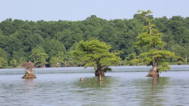 Nido Osprey Reelfoot Lake State Park Tennessee — Vídeo de stock