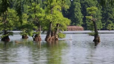 Reelfoot Gölü - Reelfoot Gölü State Park, Tennessee Snowy balıkçıl