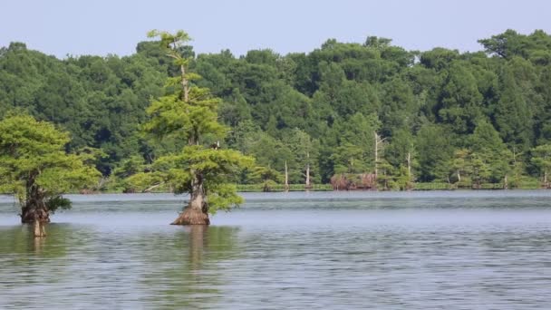 Fiskgjuse Fåglar Cypress Träd Reelfoot Lake State Park Tennessee — Stockvideo