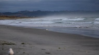 Martı plajda Waihi, Bowentown, Yeni Zelanda