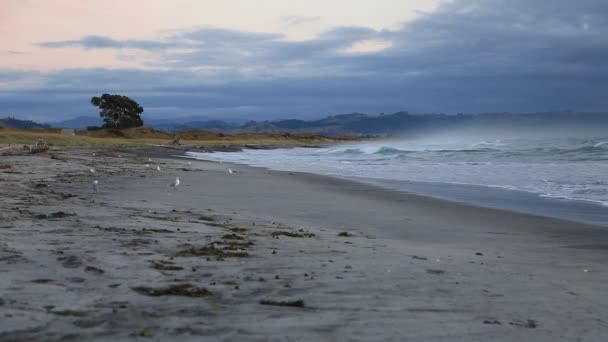 Gabbiani Sulla Spiaggia Spiaggia Waihi Bowentown Nuova Zelanda — Video Stock