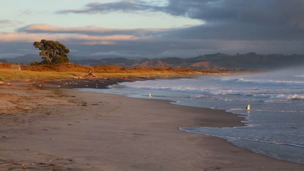 Вранці Waihi Пляжі Bowentown Нова Зеландія — стокове відео