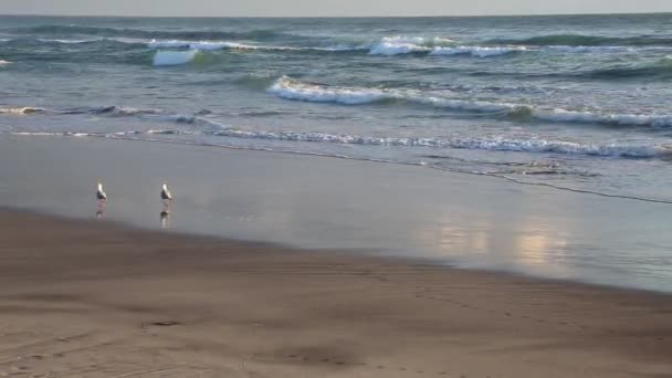 Gabbiani Onde Spiaggia Waihi Bowentown Nuova Zelanda — Video Stock