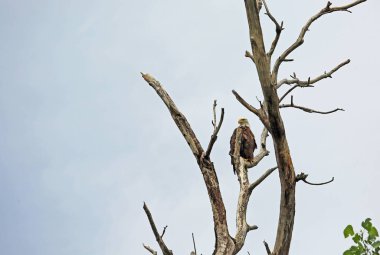 Kuru ağaç üzerinde Amerikan kartalı - Reelfoot Lake State Park, Tennessee