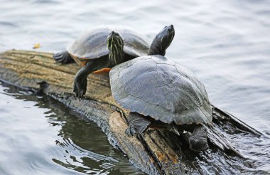 Doğu çamur kaplumbağa ahşap oturum - Reelfoot Gölü State Park, Tennessee