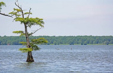 Reelfoot Gölü ve selvi ağacı - Reelfoot Lake State Park, Tennessee
