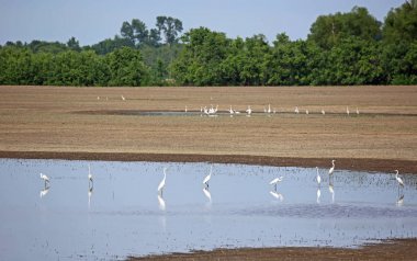 Karlı egret Grubu - Reelfoot Lake State Park, Tennessee