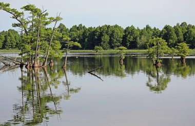 Selvi ağacı yansıması - Reelfoot Lake State Park, Tennessee