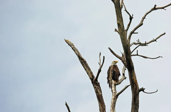 Águila Calva Árbol Seco Reelfoot Lake State Park Tennessee — Foto de Stock