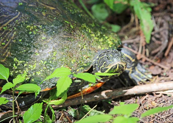 Oostelijke Modderschildpad Reelfoot Lake State Park Tennessee — Stockfoto