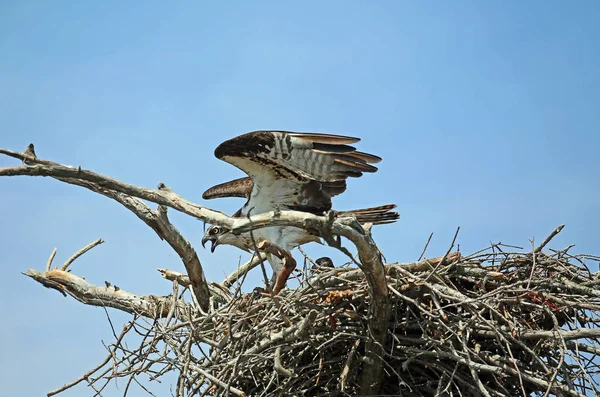 Osprey Yuva Yuva Piliçle Reelfoot Gölü State Park Tennessee Vahşi — Stok fotoğraf