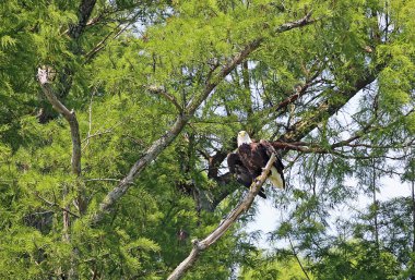 Kel kartal izliyor - Reelfoot Lake State Park, Tennessee ağaç üzerinde Vahşi kel kartal