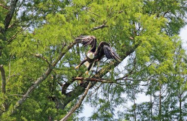 Kel kartal kalkış - Reelfoot Lake State Park, Tennessee ağaç üzerinde Vahşi kel kartal