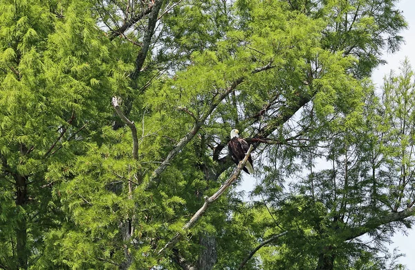 緑の木のハゲワシ リールフットレイク州立公園 テネシー州の木の野生のハゲワシ — ストック写真