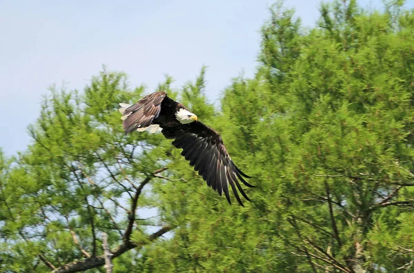 Águila Calva Voladora Águila Calva Salvaje Reelfoot Lake State Park — Foto de Stock